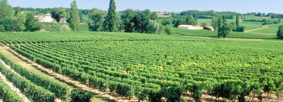 La sécurité au sein de la filière viticole
