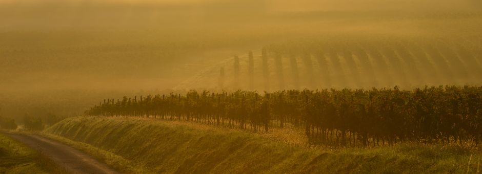 Trophées Bordeaux Vignoble Engagé, plus loin encore !