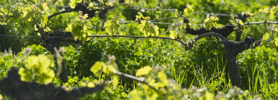 GRAPEVINE PINOT GRIS VIRUS